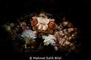 Boxer. by Mehmet Salih Bilal 